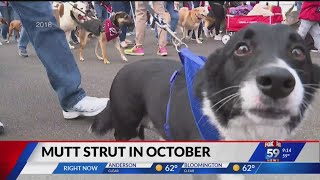 Information IndyHumane's annual Mutt Strut returns Guide