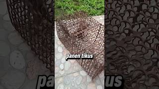 Panen Tikus Curut #jebaktikus #tikusrumah