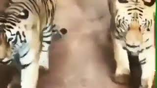 Nima Bori Birinch Orinda Sherku