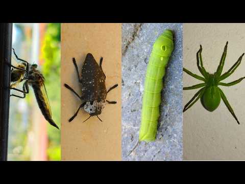 My Bug's Life Continues