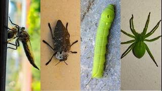 My Bugs Life Continues
