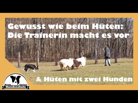 Video: Wie Sie Ihrem Hund beibringen, Schafe zu hüten