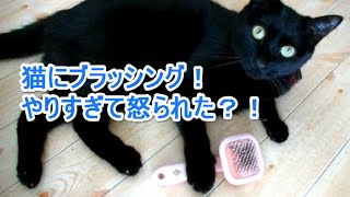 猫のブラッシングやりすぎはダメ 頻度はどれくらい 保護猫モモ ナナのブログ