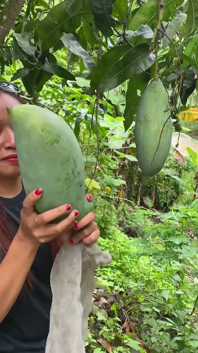 Mangga Kiojay Vs Mangga Mahatir #manggamahatir