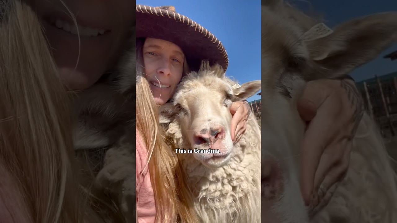 Building OFF GRID Fiber Studio + Petting my Sweet Sheep! 