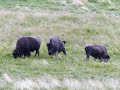 Wild Bison in Lamar valley: Yellowstone National Park.