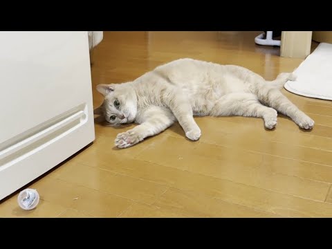 一人優雅にホロ酔いで至れり尽くせりな猫