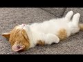 The cutest cat and dog moments