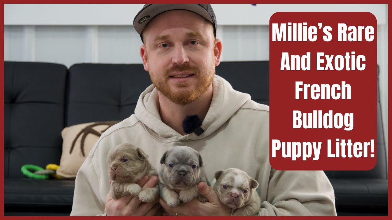 Millie's Rare And Exotic French Bulldog Puppy Litter!
