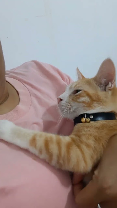 Cats like to bite their noses.