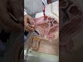 2da parte, Identificación Aparato reproductor masculino / Anatomía con el Dr. José Campos Penn 