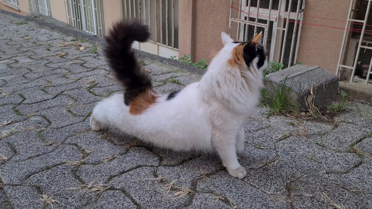 Lots of fluffy sweet cats live on this street