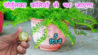 ये डालते ही कलियाँ आने लगी पोर्तुलका मे | Portulaca | 9'o clock Plant | Moss Rose Plant | Fertilizer