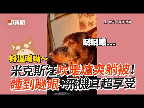 米克斯汪卡位暖爐前！睡到瞇眼＋飛機耳超享受😪｜寵物動物｜狗狗