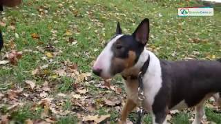 STREFA ZOOLOGICZNA o rasie Bullterrier, Michał Sawa i Katarzyna Jaworska