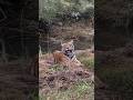 #tiger #king #wildlife #attack #faceoff #bandhavgarh #kanha #wildcats #sundarban #wild #tigerspotted