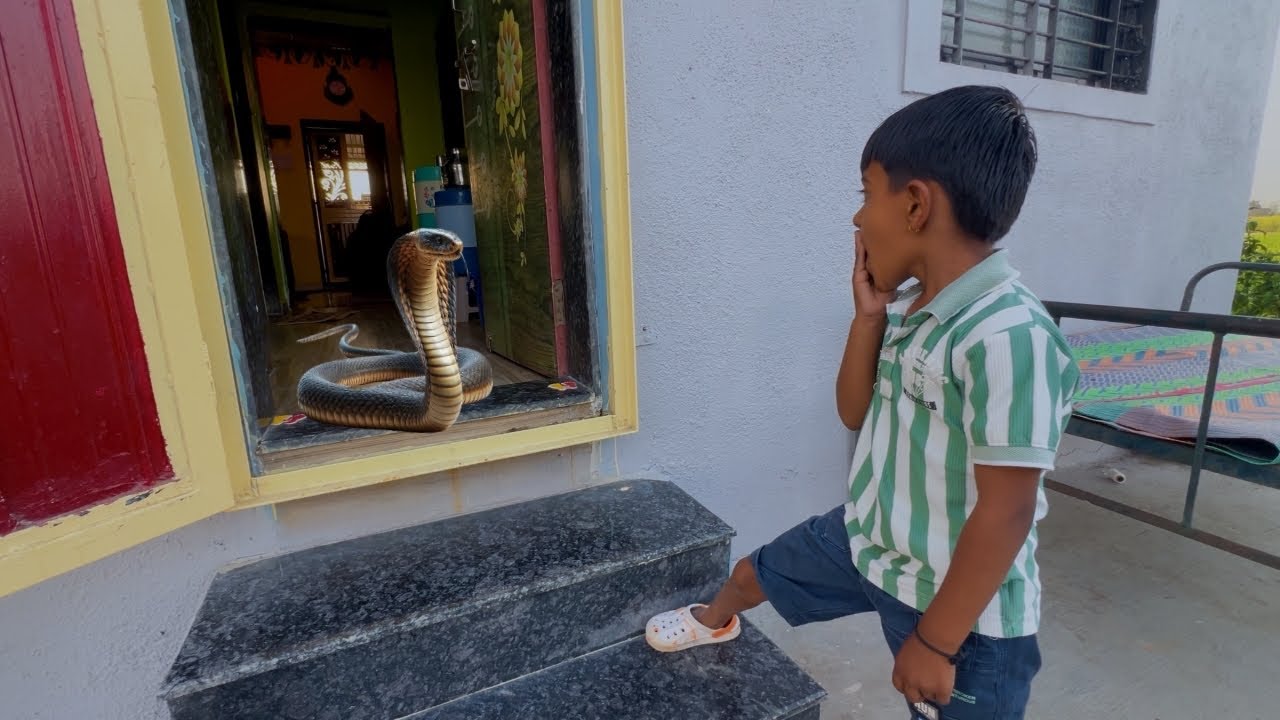 माऊलीच्या घरात kobra नाग शिरला 🫣#भांडण 