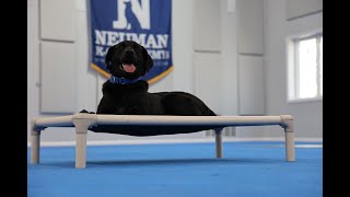 Sunny (Labrador Retriever Mix) Boot Camp Dog Training Video Demonstration by Neuman K-9 Academy, Inc. 19 views 9 days ago 8 minutes, 43 seconds