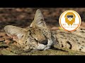 African Serval visits vet in 3D 180VR!