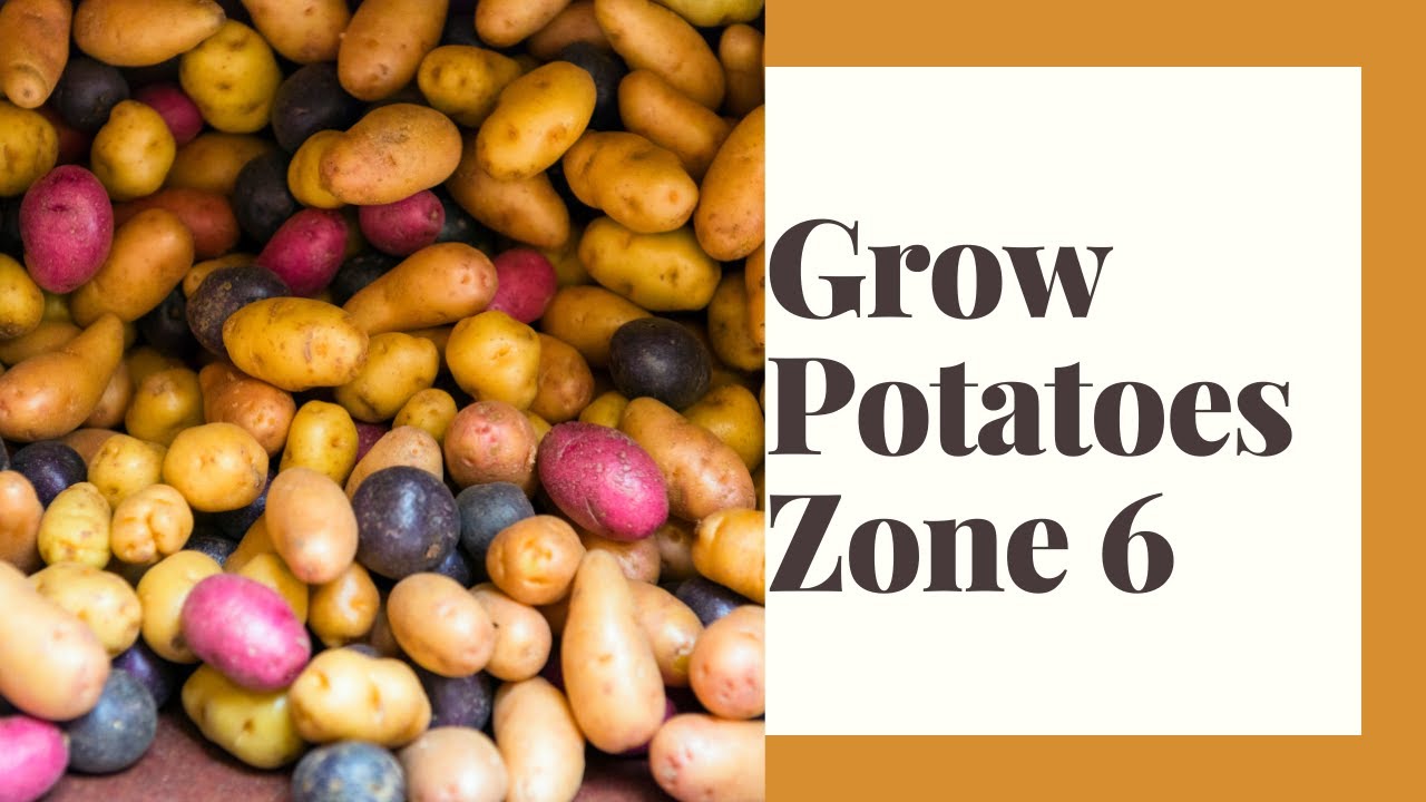 Growing Potatoes In Zone 6 YouTube