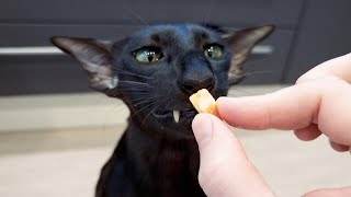 Коты ориенталы и сушеный лосось 😺🐟 Wildside Salmon Treats For Cats by Oriental Cats Rexton & Bella 5,819 views 2 years ago 3 minutes, 5 seconds