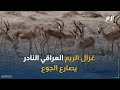 غزال الريم العراقي النادر صراع البقاء في وجه الإهمال والجوع