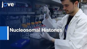 Ubiquitination and Deubiquitination Assays of Nucleosomal Histones | Protocol Preview