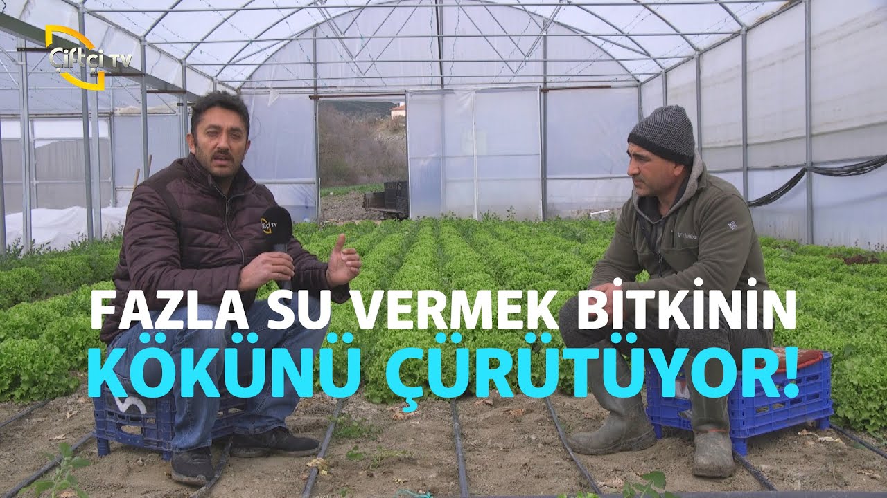 Fazla Su Vermek Bitkinin Kökünü Çürütüyor (Serada Marul Yetiştiriciliği) - Maksat Üretmek