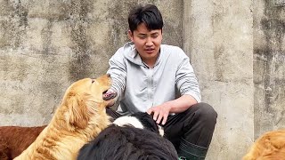 The Small Courtyard Is Facing Financial Difficulties And Great Pressure. Stray Dogs Comfort Dayao by Paw Shelter 1,409 views 4 days ago 8 minutes, 22 seconds