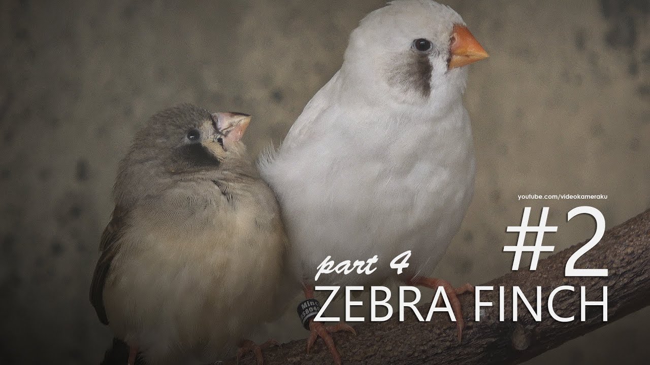 Zebra Finch Small Aviary: C2P4 - Checceuw Cherreccheuw