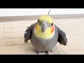 空き缶叩きを教えていたらあざといドヤ顔で飼い主をメロメロにする オカメインコこはく