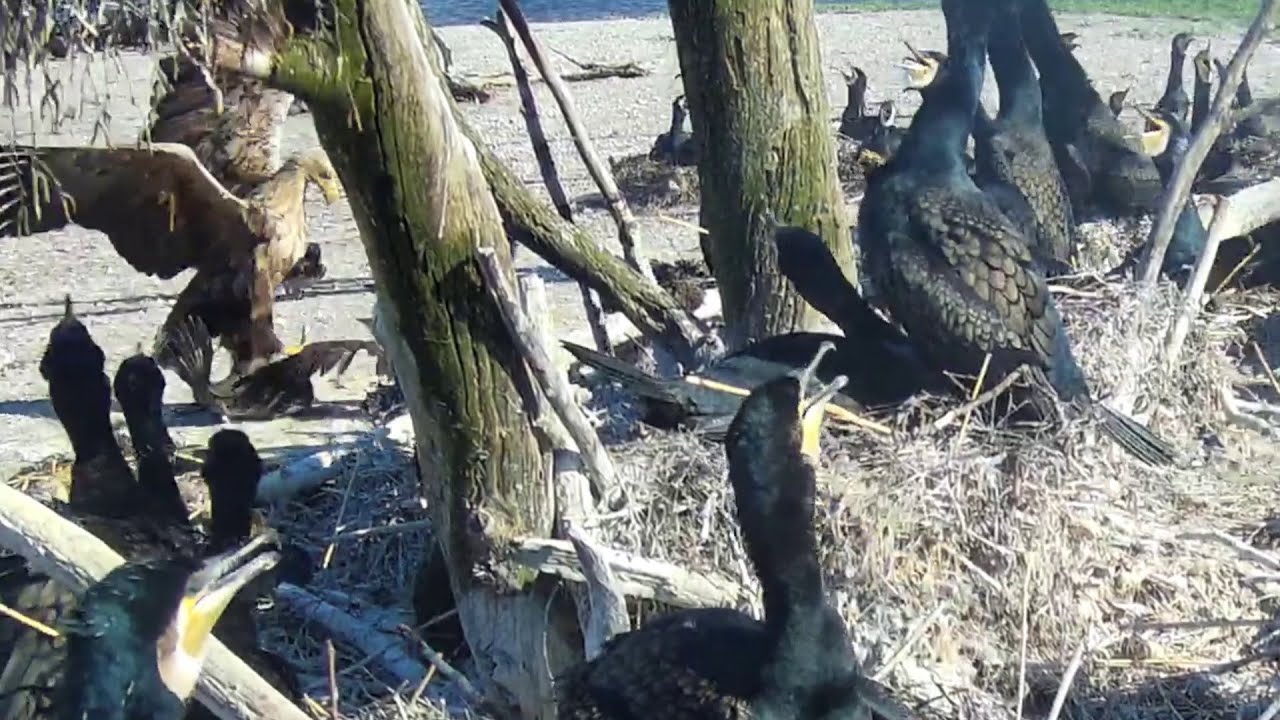 Merikotkas ründab kormorani (kormorani veebikaamera 07.05.2025)