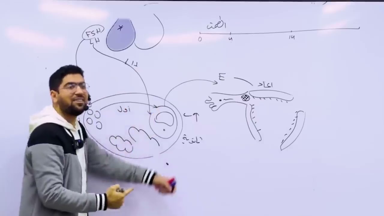 الدورة الشهرية كما لم تسمعها من قبل 😁❤️