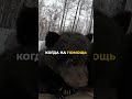 Неожиданная встреча с медведицей
