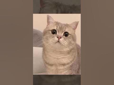 breathing cat gif