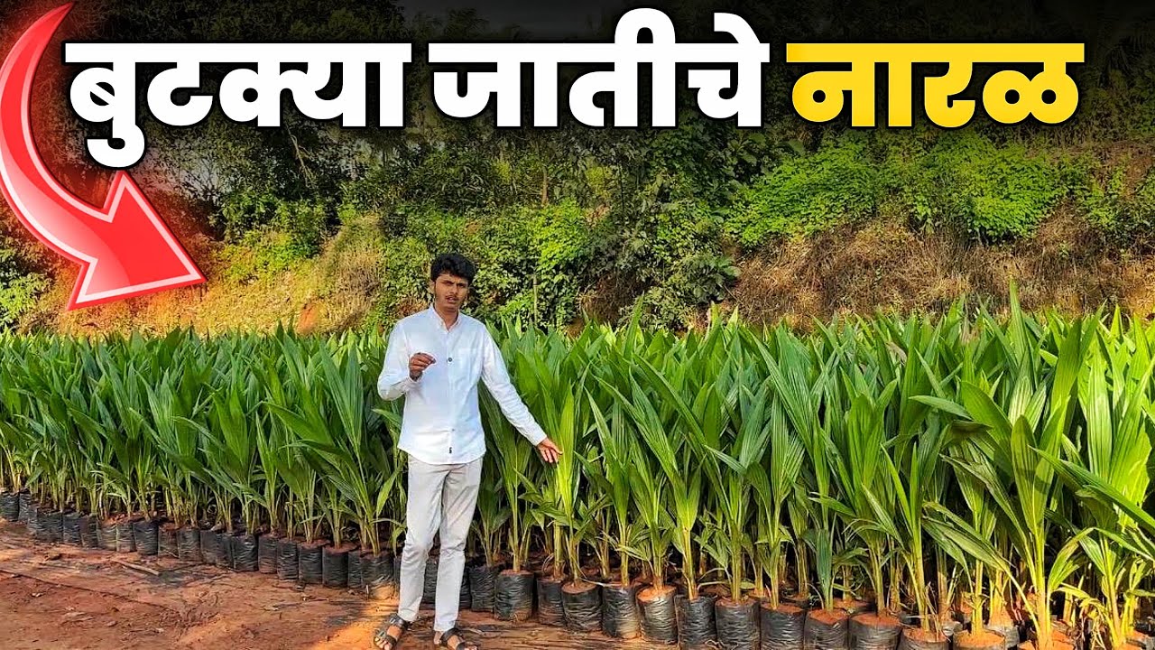 3 वर्षात नारळ उत्पादन | Malaysian Green Dwarf Coconut | Marathi Farming Video 8380878585 