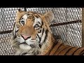 Tiger found in abandoned Houston home