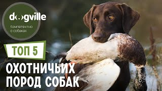 ТОП 5 Охотничьих пород собак