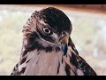 Apprentice's Log - Episode I: Trapping our First Red-tailed Hawk