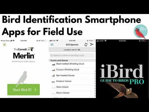 Bird Identification Smartphone Apps