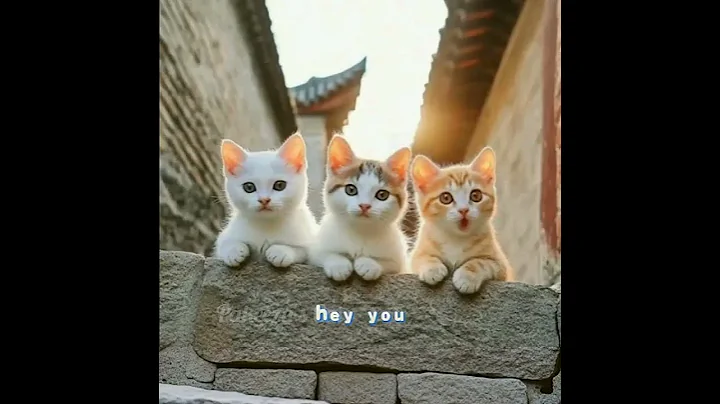 Video 10377861: cats catlover kitten meow, kitten catlovers funny meow, cute kitten meow catlover, cats love catlovers kitten, baby cats kitten meowing