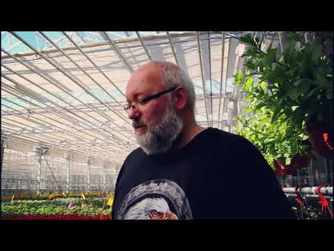 Video: Augu Stādīšana Siltumnīcās Un Siltumnīcās