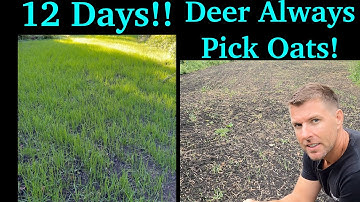 Oats Food Plot Update | Bucks #1 Fall Food Plot | Deer Can
