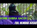 Konin Gacor Langsung Respon Kolibri Ninja Mp3 - Mp4 Download