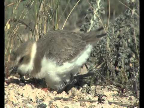 Vídeo: Chokeberry Negre: Curarà I Decorarà El Jardí