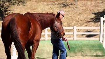 EQ & Equine Corporate Leadership Development; Consequential Thinking