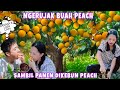 NGERUJAK BUAH PEACH SAMBIL PANEN DIKEBUNNYA