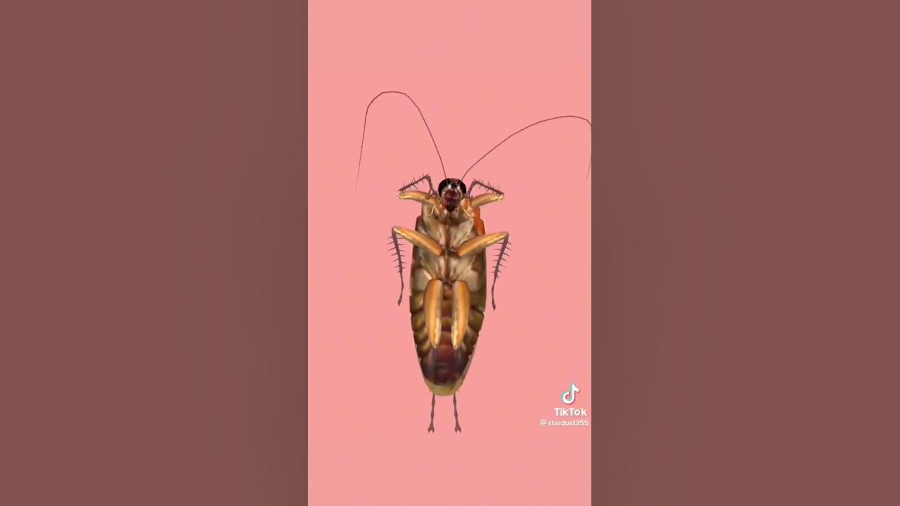 una cucaracha baila mejor que yo😿🤙🏻