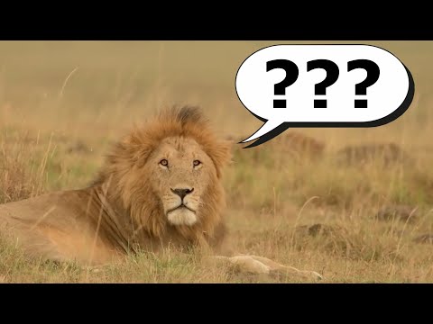 Videó: Az Első 5 Macska-mítosz Megsemmisült