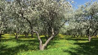 Яблоневый цвет в Дьяковском саду в Коломенском